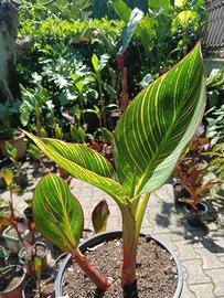 piante giardino canna indica, banano, alocasia Mac