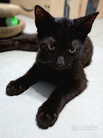 Gattino portafortuna