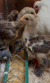 Galline