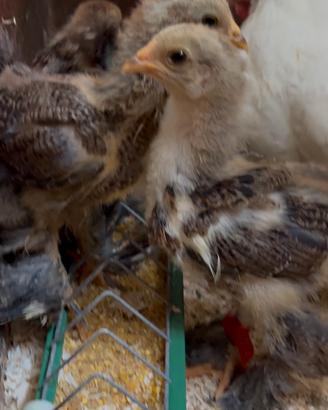 Galline