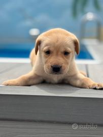 Cuccioli Labrador