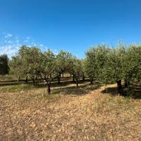 Terreno agricolo con annesso a Riotorto