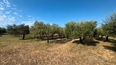 Terreno agricolo con annesso a Riotorto
