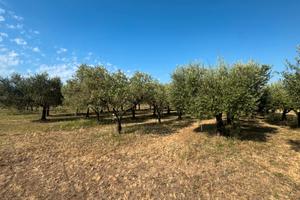 Terreno agricolo con annesso a Riotorto