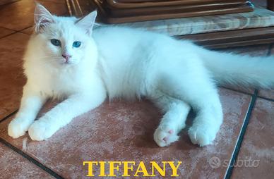 Ultima Cucciola di Razza Ragdoll con Pedigree