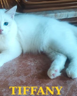 Ultima Cucciola di Razza Ragdoll con Pedigree