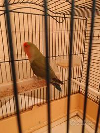 Uccelli
