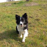 Border Collie cuccioli