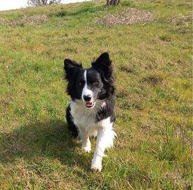 Border Collie cuccioli