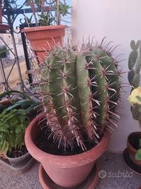 Ferocactus Latispinus 