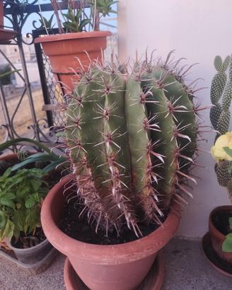 Ferocactus Latispinus 