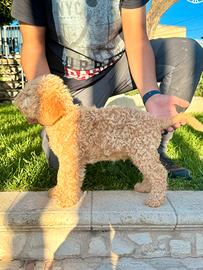 Cucciolo Lagotto romagnolo