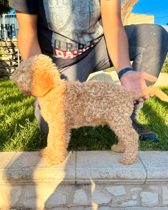 Cucciolo Lagotto romagnolo
