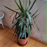 pianta Yucca