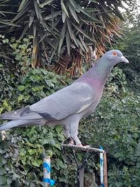 Piccioni