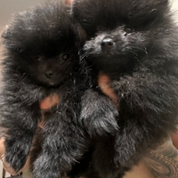 Spitz Pomerania tedesco Toy