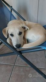 Poldo, cucciolo di 6 mesi