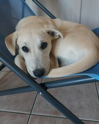 Poldo, cucciolo di 6 mesi