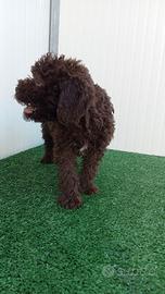 Cuccioli Lagotto Romagnolo con pedigree