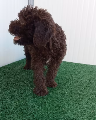 Cuccioli Lagotto Romagnolo con pedigree