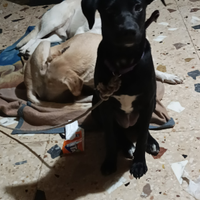 Cuccioli labrador neri e cuccioli tutti bianchi