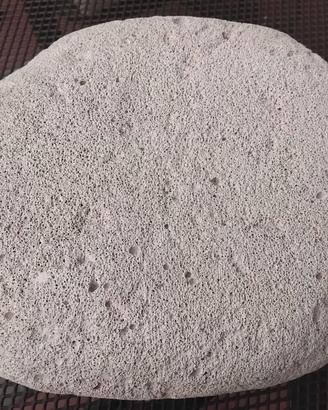  collezione conchiglie pietra pomice gigante 