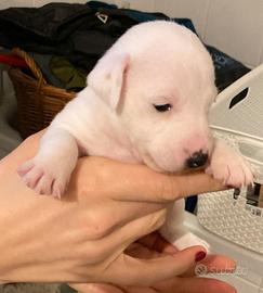 Cucciolo di jack russell terrier zampa corta