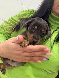 Bassotto Miny kanichen