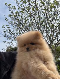 "ULTIMI" spitz nano volpino Pomerania