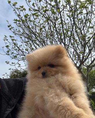 "ULTIMI" spitz nano volpino Pomerania