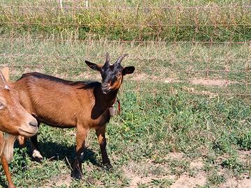 Capra
