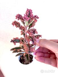 Kalanchoe Pink butterfly