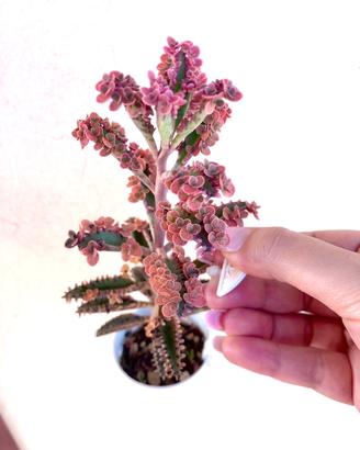 Kalanchoe Pink butterfly