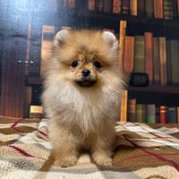 Cuccioli di Spitz nano Pomerania
