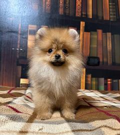 Cuccioli di Spitz nano Pomerania