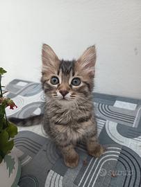 Lilla gattina