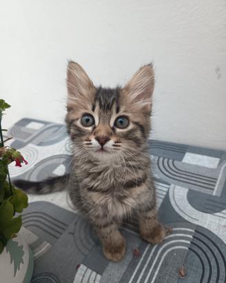 Lilla gattina