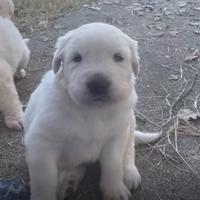 Cuccioli di maremmano in adozione