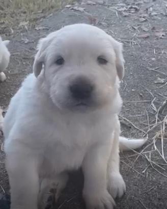 Cuccioli di maremmano in adozione