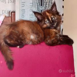 Splendide cucciole Maine Coon XXL prezzo special