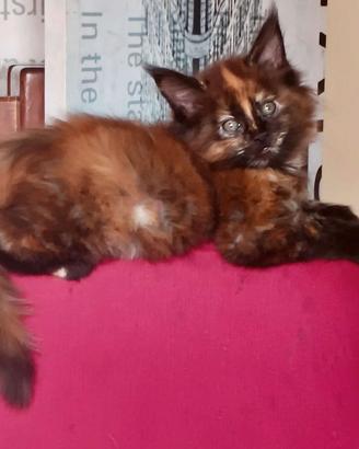 Splendide cucciole Maine Coon XXL prezzo special