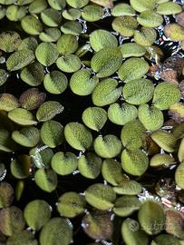 Salvinia Minima - per acqua dolce