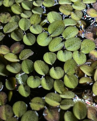 Salvinia Minima - per acqua dolce
