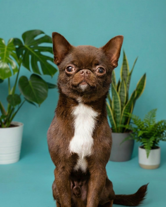 Chihuahua Maschio Linea Russa Per Monta