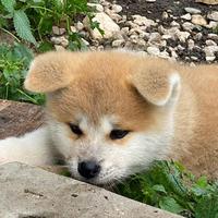 Akita Inu