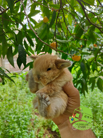Coniglio nano ariete Fulvo La casa dei Conigli