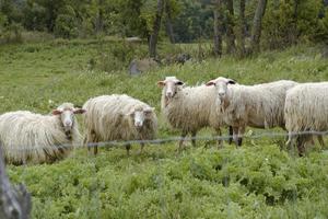 Terreno agricolo con annesso rimessa