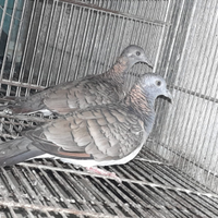 Tortora delle mangrovie