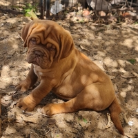 Dogue de bordeaux cuccioli