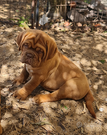 Dogue de bordeaux cuccioli